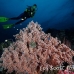 coral_soft_pc_h_0705_png1919.jpg